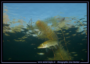 Young Pike fish on the hunt... Que du bonheur.. :O)... by Michel Lonfat 